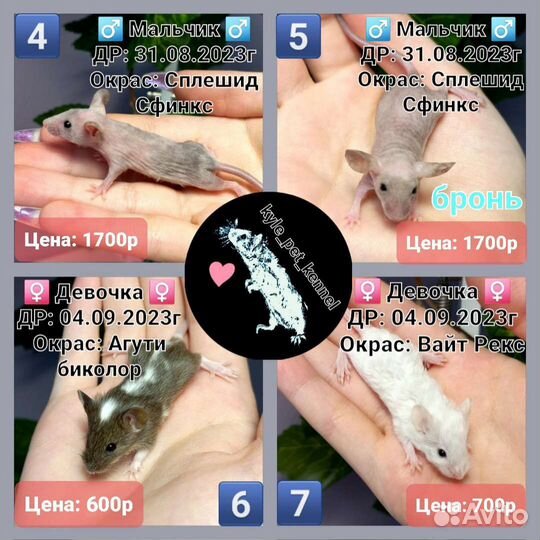 Декоративные сатиновые мышки, кучерявые, сфинкс