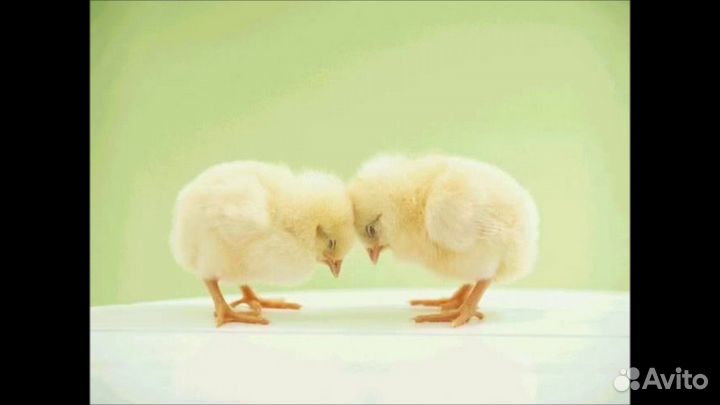 Цыплята бройлера