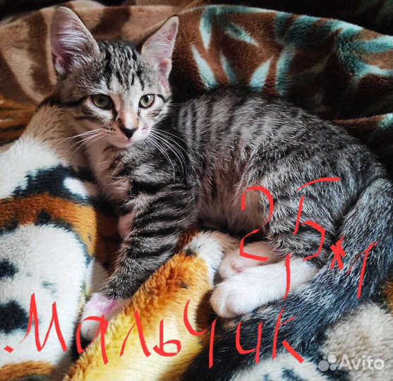 Котята пушистые спасенные из урны