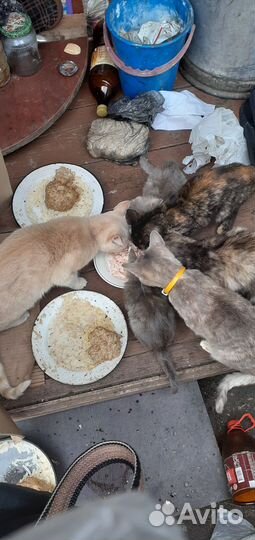 Кошки и котики