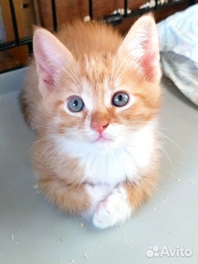 Котенок мальчик 1,5 мес