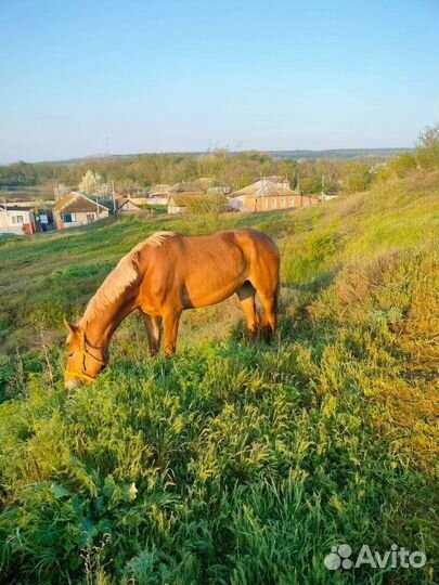 Продам кобылу