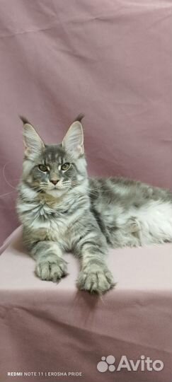 Мейн-кун девочка голубая серебряная