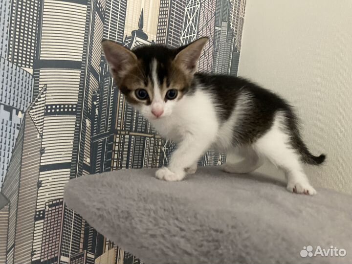 Продаю котенка полукровка (мама абессинка)