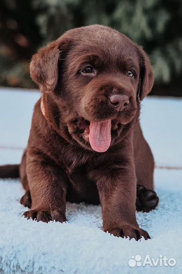 Щенки лабрадора шоколадные, РКФ
