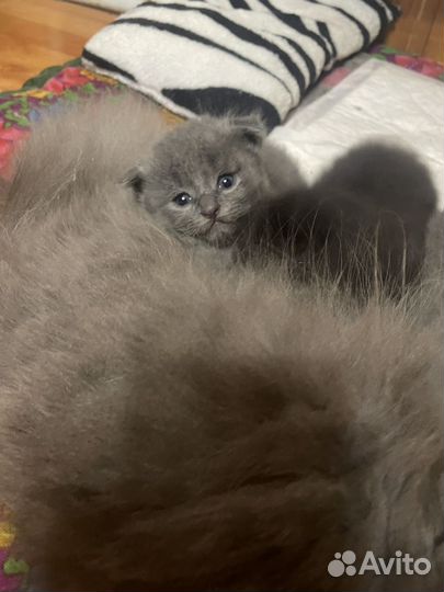 Шотландские котята