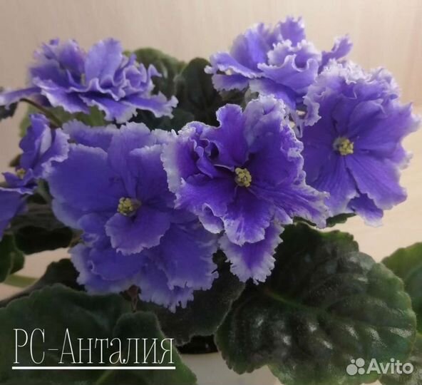 Детки сортовых фиалок