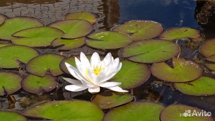Растение водяная лилия (нимфея) кол-во ограничено