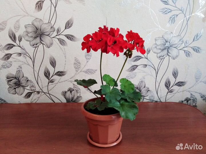 Пеларгония герань