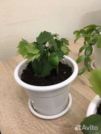 Цветок декабрист (шлюмбергер)