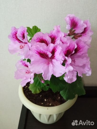Королевская пеларгония