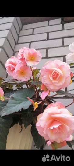 Бегония ампельная ароматная клубневая боливийская