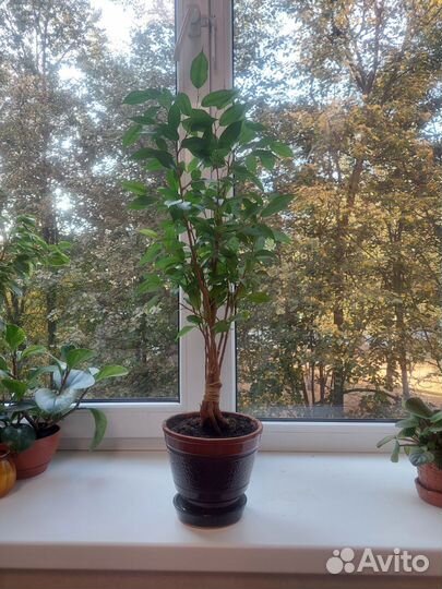 Фикус бенджамина