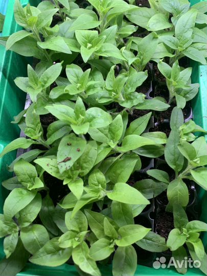 Укорененные черенки петунии