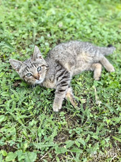 Бенгальские котята