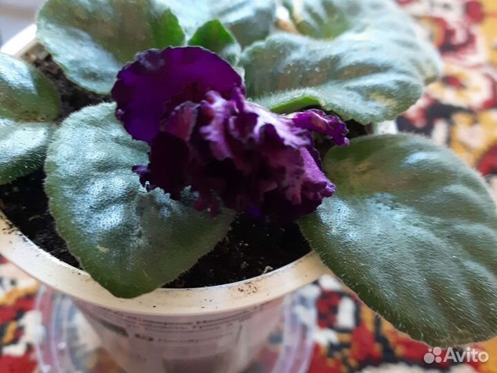 Фиалка в горшках