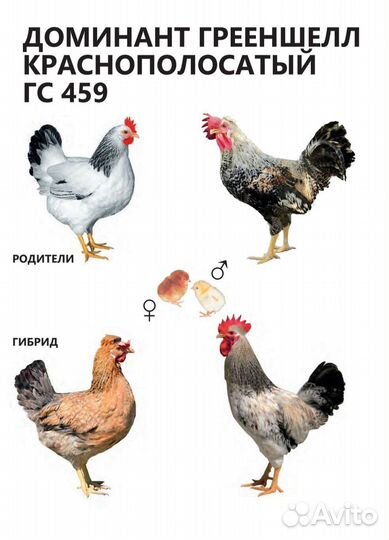 Несушка Доминант Гриншелл c зеленым яйцом GS459
