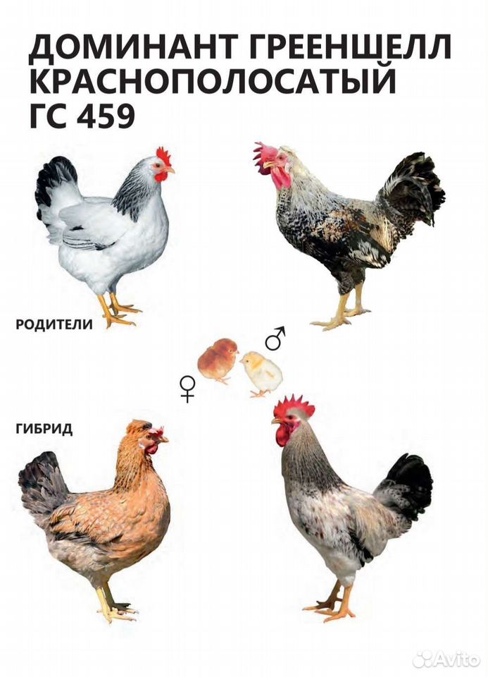 Доминант гс 459. Куры доминант ds109. Куры доминанты 459. Доминант 107 куры. Первомайская порода.