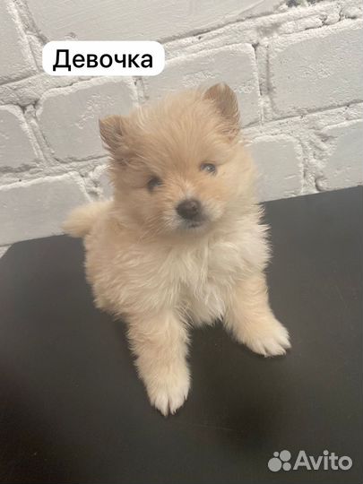 Померанский шпиц
