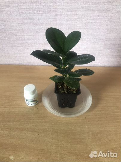 Фикус Моклейм