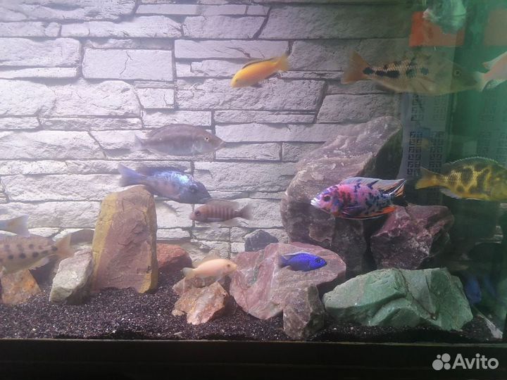 Декорации для аквариума: коряги и камни