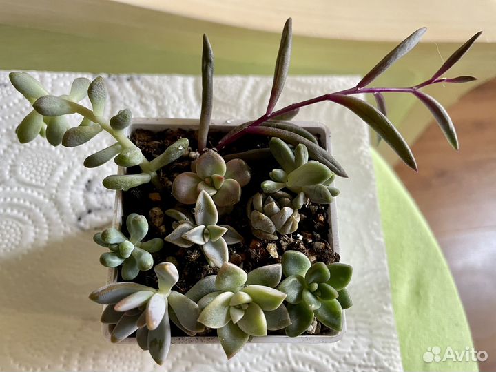 Суккуленты набор