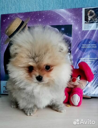 Собаки щенки шпиц