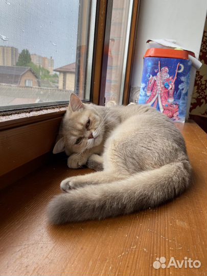 Британская шиншилла лилловая