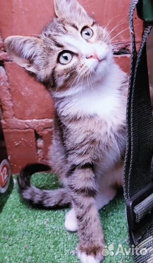 Кошка в дар