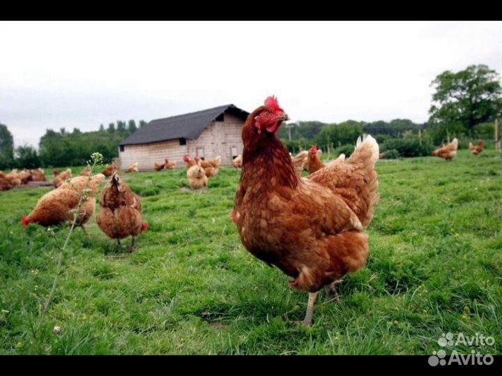 Куры молодки несушки