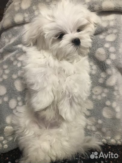 Щенки Мальтезе / Мальтийской болонки