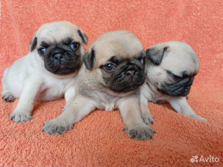 Щенки мопса