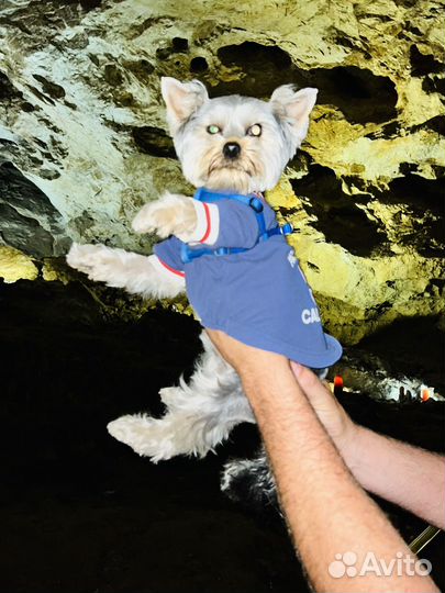 Йоркширский терьер вязка мальчик