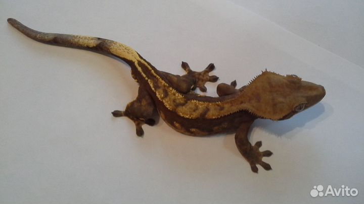 Реснитчатые бананоеды (самцы )