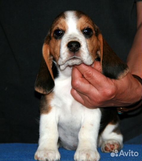 Щенки бигля РКФ 3 мес