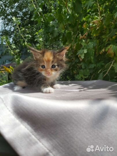 Котята мейн-кун