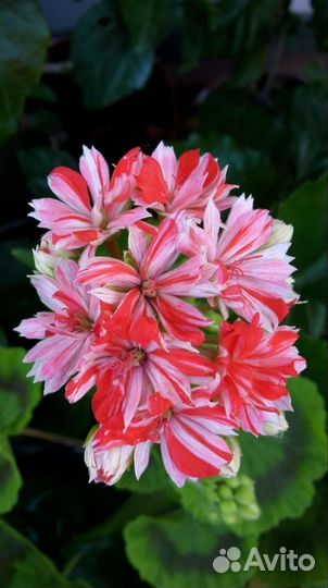 Пеларгонии в ассортименте