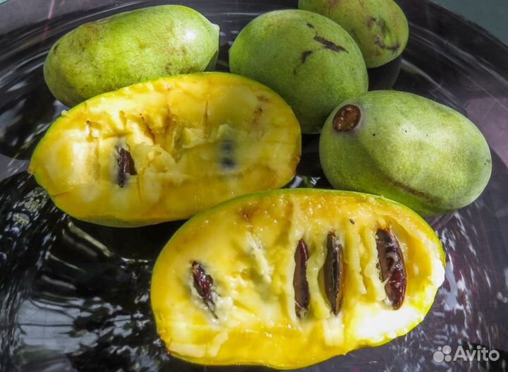 Азимина - Банановое дерево