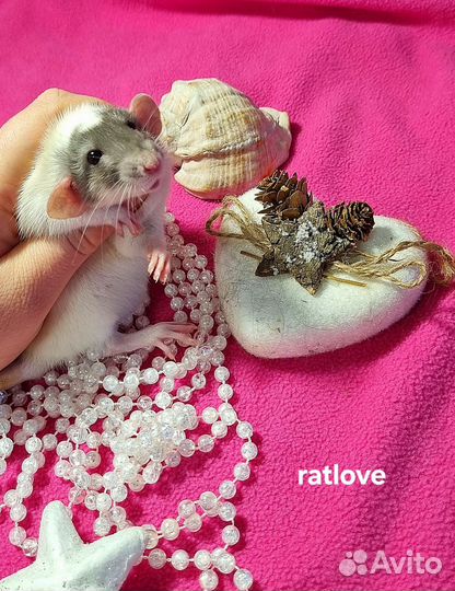 Девочка кепка дамбо от ratlove