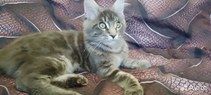 Девочка мейкун