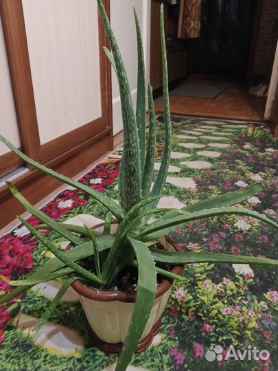 Лекарственное растение Алоэ Вера