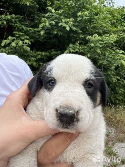 Среднеазиатская овчарка