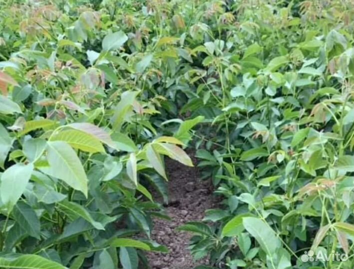 Грецкий орех