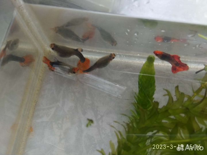 Гуппи Пецилия