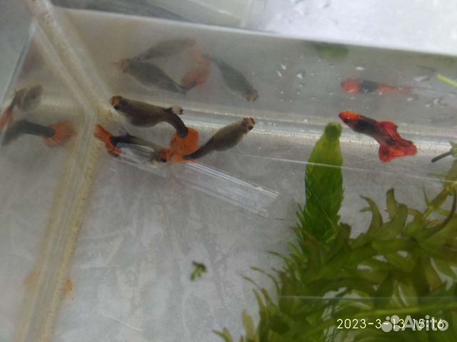 Гуппи Пецилия