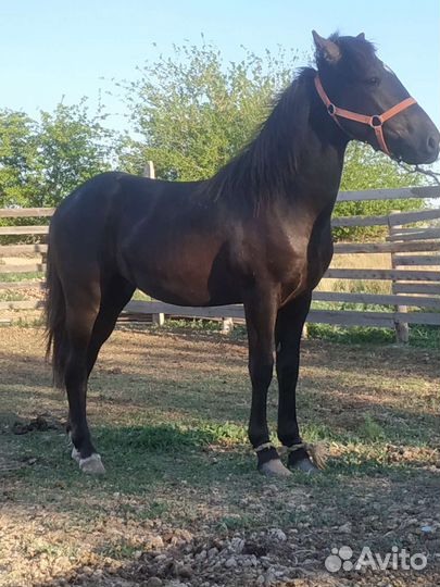 Жеребчик обмен