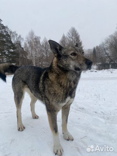 Собака в добрые руки