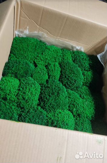 Стабилизированный мох производство опт розница