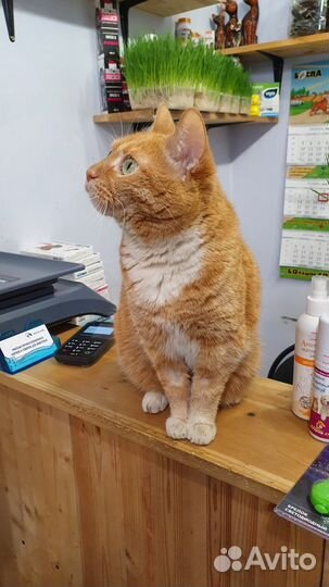 Кошка в добрые руки