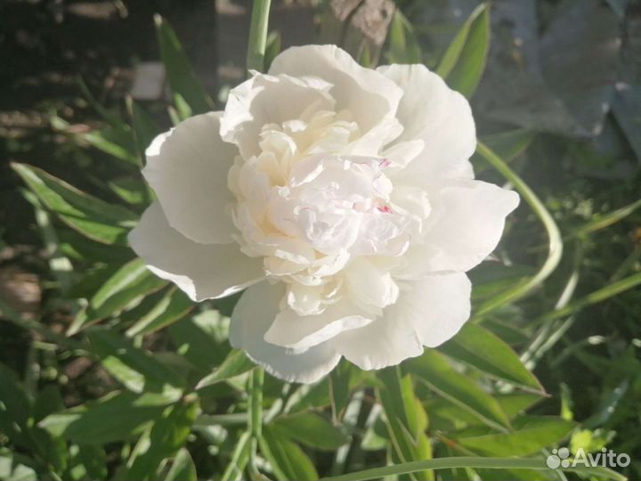 Пионы, рудбекия и другие многолетники